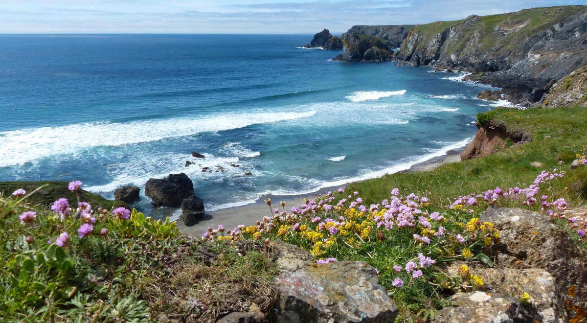 Possibly one of the most beautiful spots in the country, nay even the world? #KynanceCove #Cornwall #MScPlDiv #FieldCourse #BotanyBus @BotanyRNG @drmgoeswild @BotanyKaren @chealeburg @wildflower_hour @wildpoaceae @dinnahandplants @WSimpson89 @Majed_1992 @theheart211