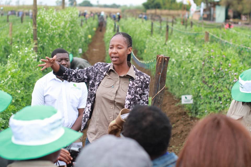 Seed Co Zimbabwe tweet media