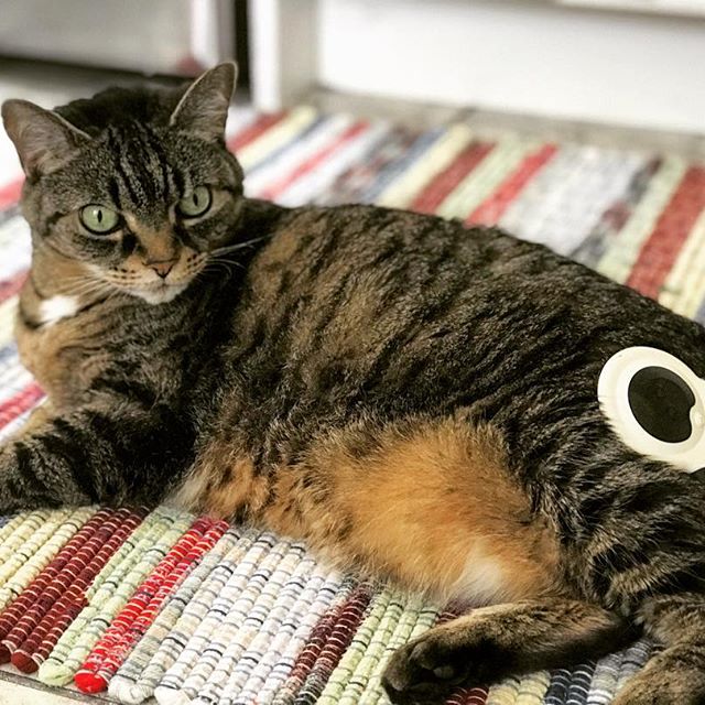 AssisiHealth's tweet photo. "The new rug is the #PurrfectSpot for #Murielle_IN to enjoy a little #AssisiLoopTherapy. Thanks @assisianimalhealth for putting the pep back in this girl’s step." @bologna.girls https://t.co/QU38XV2grZ