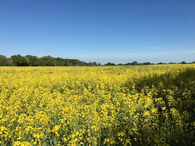 Blue skies and glorious sunshine over our rape crop this week. 
Dress your summery salads the right way with our range of Cold Pressed Rapeseed Oil infusions or our tangy Apple Balsamic Dressing - all available at amazon.co.uk #JustOil