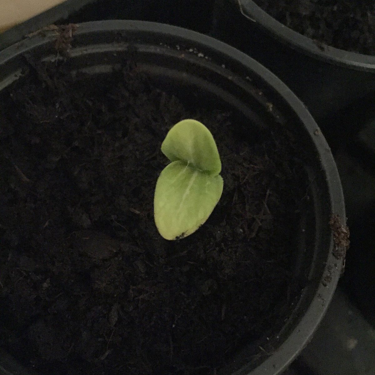 LifeatNo27's tweet photo. Morning! Now that’s what I call successful germination! @groseeds Sunstripe F1 Courgette - Sown on Sunday evening, said hello Tuesday morning! Less than 48 hours! 😱💚💃🏼🌱 Bring on the courgette overload!! https://t.co/jP567Ll9mC