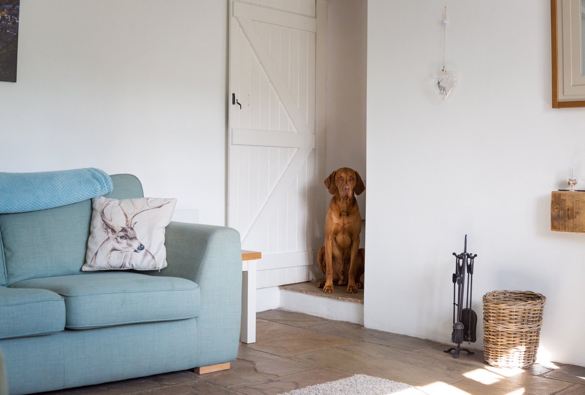 HPRDeruVizsla's tweet image. Good morning everyone 🤗

We’ve just popped up a new blog post all about our stay at the beautiful Tannery Cottage with @gorgeouscottage 🏡❤️

Link below if you fancy a read with your morning cuppa ☕️

thelifeofderu.co.uk/dog-friendly/o…

#dogswithblogs #RescueDogs #legenderu