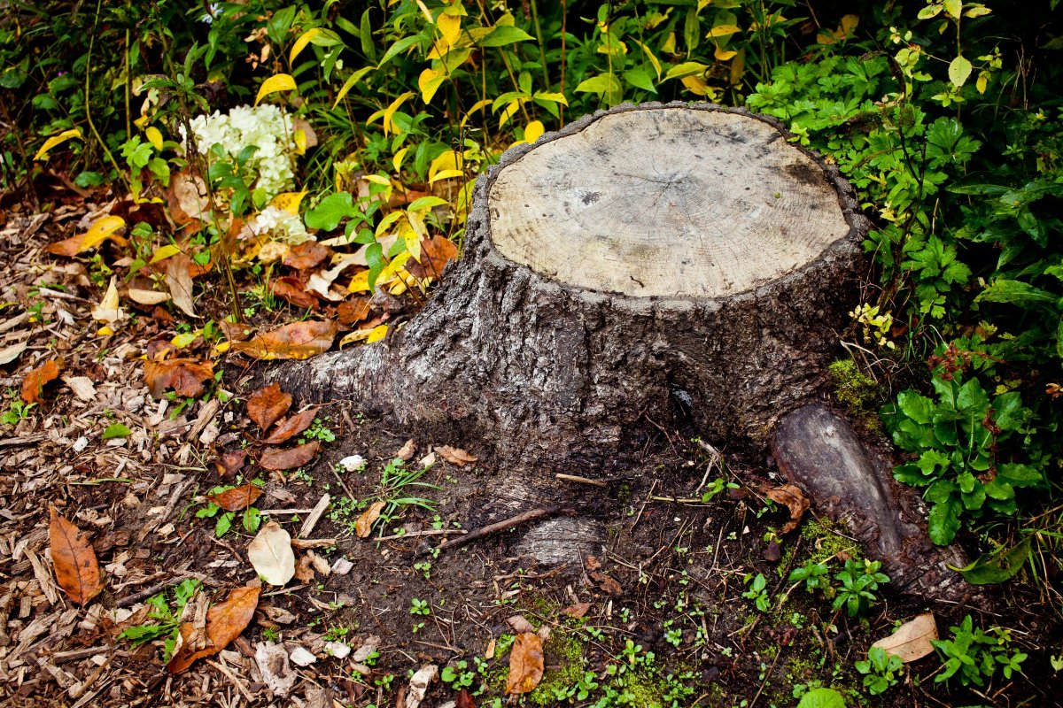NSWTreeManageme's tweet photo. If you are looking for a dependable company to hire for #tree_stump_removal, then connect with @NSWTreeManageme we are the tree care professionals. We work closely with our clients to make sure that they remain upgraded.
https://t.co/3a0ura89M9 https://t.co/po7OyQ71I6