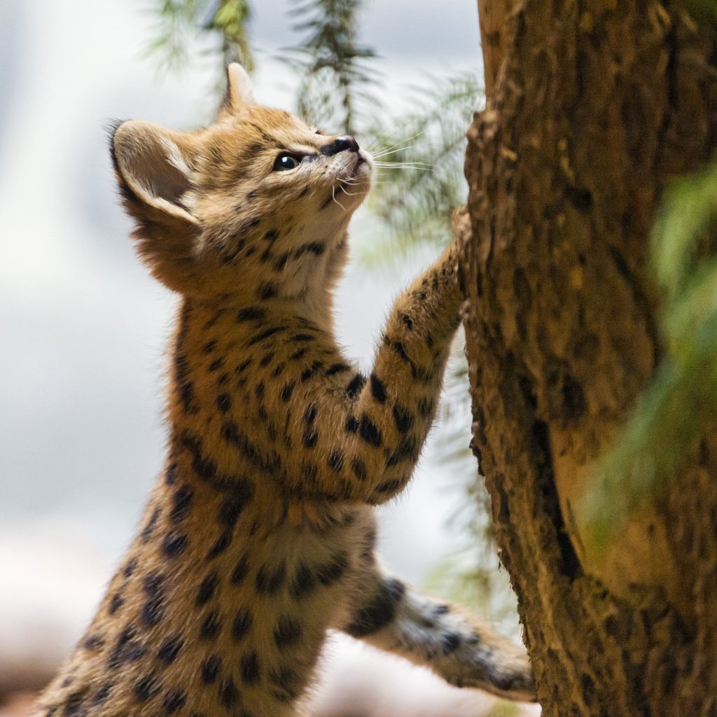 珍しい動物達 サーバルキャット アフリカに多く分布する 小顔 長脚のスレンダーボディと 美しい豹柄が サバンナのスーパーモデル と 称されている 珍しい動物達 サーバルキャット アフリカに多く分布する 小顔 長脚のスレンダーボディと 美しい豹柄が サバンナのスーパーモデル と 称されている