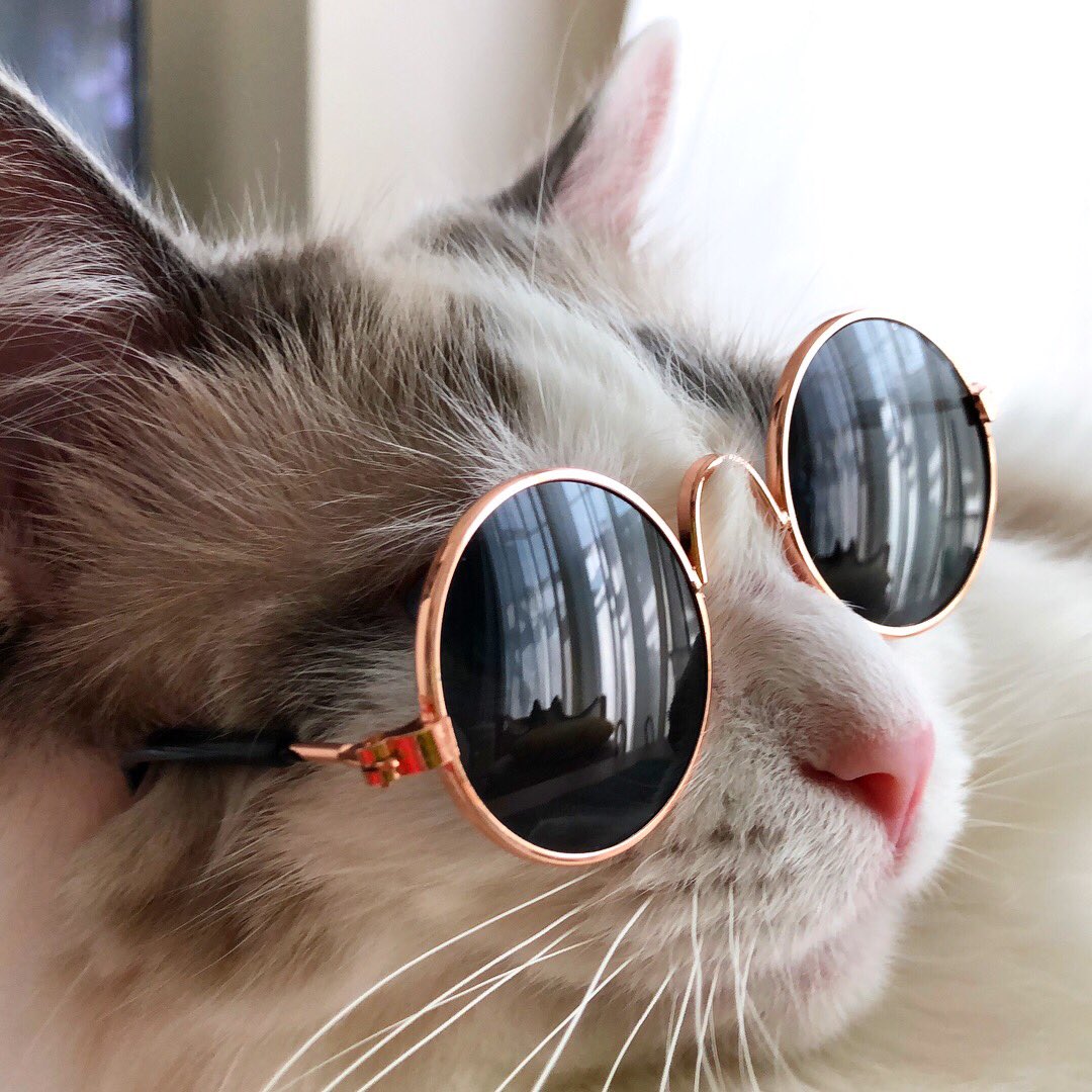 Twitter 上的 むぎちょこみるく サングラス猫 ナウい 暑い 28度超え Cat Catlovers Catsofinstagram Peconねこ組 Ragdoll ラグドール 猫好き 猫好きさんと繋がりたい 真夏 サングラス グラサン T Co K1ze9p3s6d Twitter