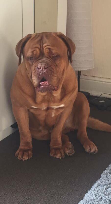 Dog de borduex gone missing round clarkesfield, lees area, goes by the name scar if seen please contact