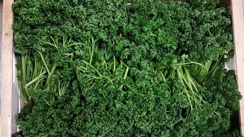 MilanoFreshSrl's tweet photo. Italian curly parsley: now the best in Europe ! 😃 from the grower directly to you! #curly #parsley #vegetables #Italian #fruits #delicious #Export #trade #logistics #awesome #NorthernEurope #grower #directly https://t.co/qNEJx71YxV