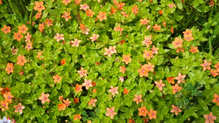 みるくtea على تويتر 小さな野草の花畑 誰も気に止めないようなモノに魅力を感じる 花 5ミリくらいのポピー色の可愛い 花の名前を検索 スカーレットピンパーネル 紅はこべ アカバナルリハコベ みるくtea على تويتر 小さな野草の花畑 誰も気に止めないようなモノに魅力を感じる 花 5ミリくらいのポピー色の可愛い 花の名前を検索 スカーレットピンパーネル 紅はこべ アカバナルリハコベ