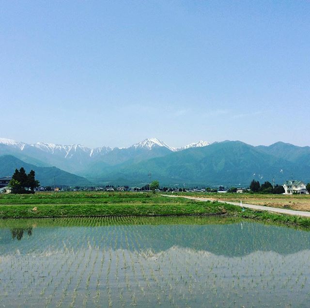 Visitazumino 水鏡 も美しい安曇野 Visitazumino 安曇野リフレクション 北アルプスリフレクション 夏日 北アルプス 田んぼ リフレクション リフレクションのある景色 安曇野春 水田 田植え Travelgram Reflection Northernalps Water