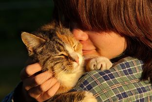 Crlcia's tweet photo. ¿Estás lista para adoptar un gato? https://t.co/32xYVmX1Tg https://t.co/ih1VU35Z10