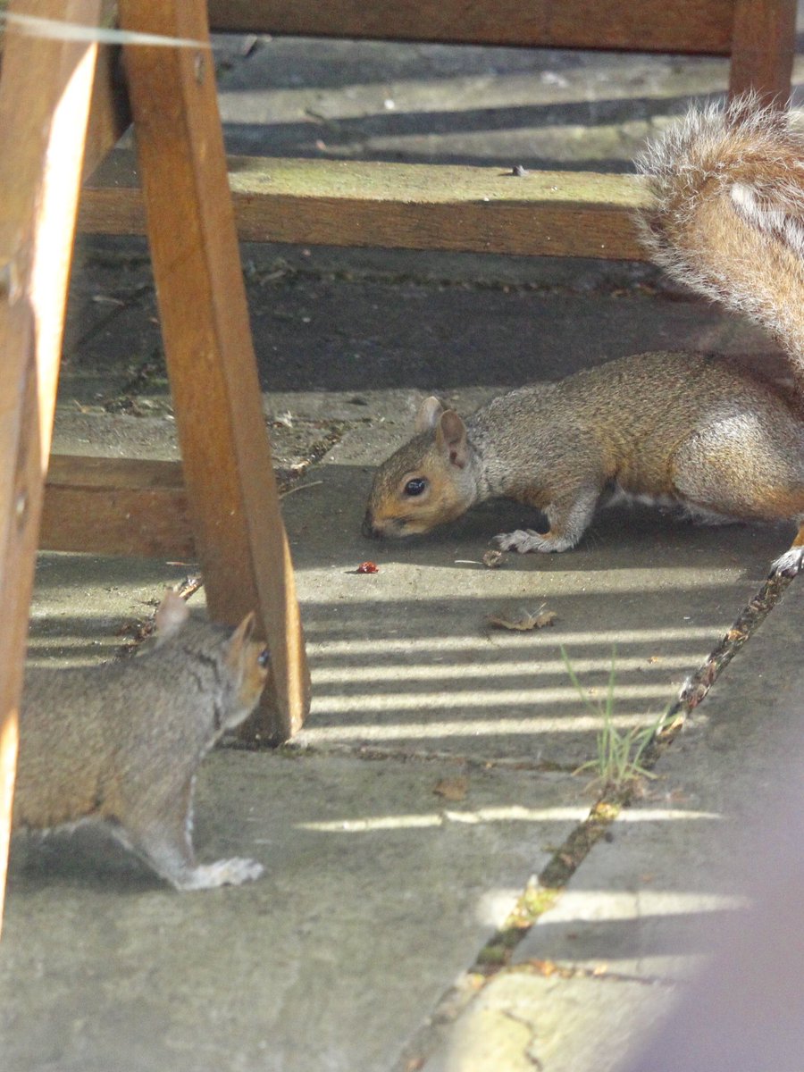 janepursey's tweet photo. It was so nice to see the squirrels playing nicely yesterday morning ๐#sarcastictweet #darnthings https://t.co/3xansxyOVY