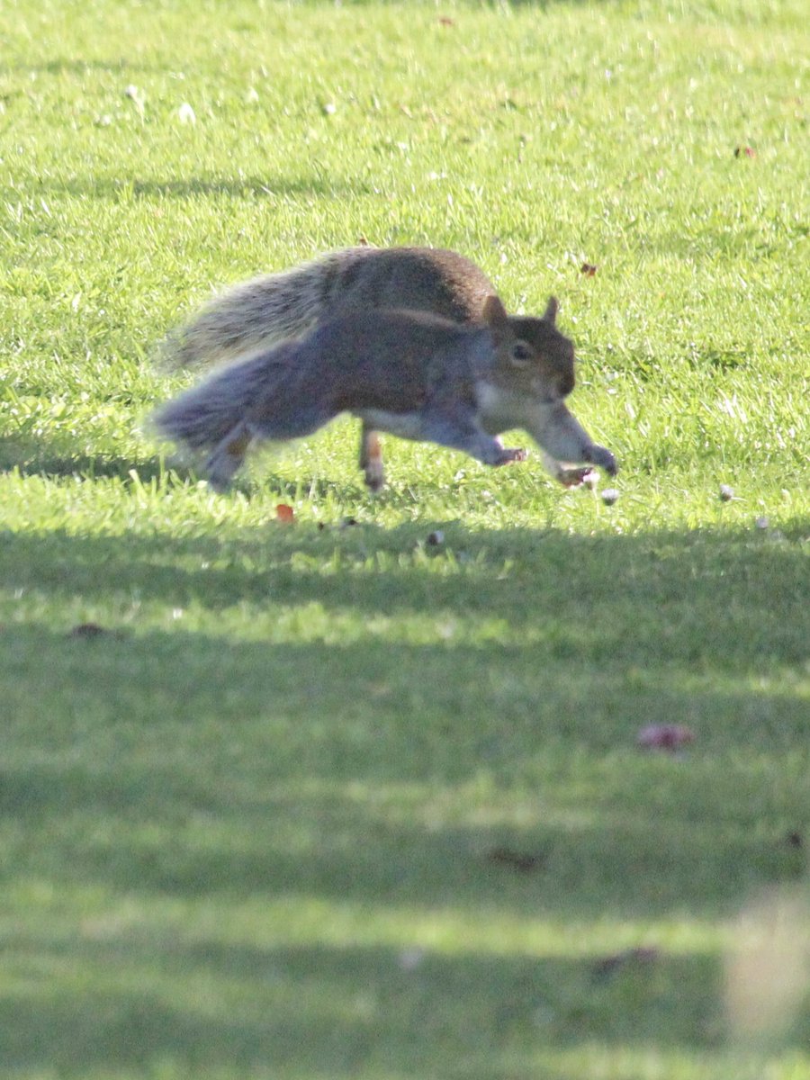 janepursey's tweet photo. It was so nice to see the squirrels playing nicely yesterday morning ๐#sarcastictweet #darnthings https://t.co/3xansxyOVY
