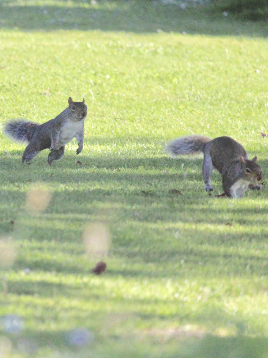janepursey's tweet photo. It was so nice to see the squirrels playing nicely yesterday morning ๐#sarcastictweet #darnthings https://t.co/3xansxyOVY