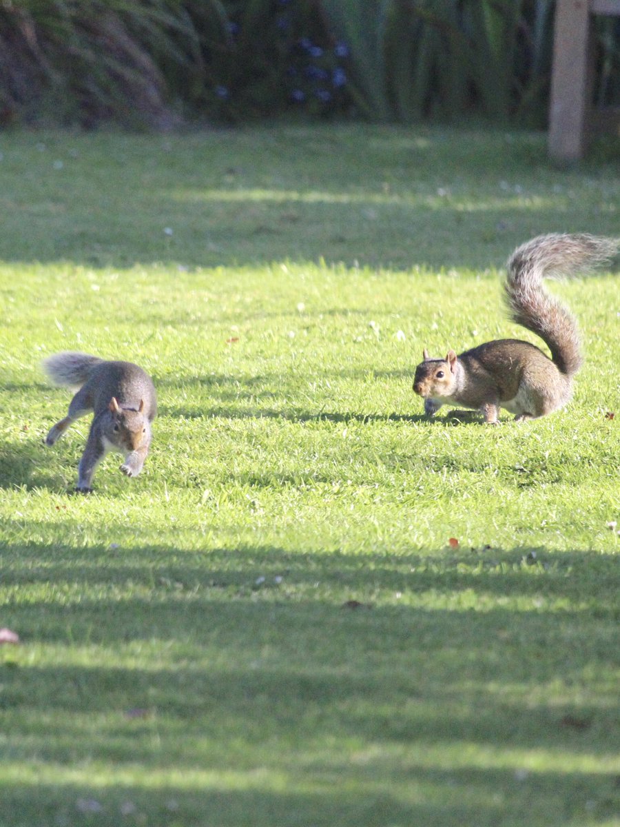 janepursey's tweet photo. It was so nice to see the squirrels playing nicely yesterday morning ๐#sarcastictweet #darnthings https://t.co/3xansxyOVY