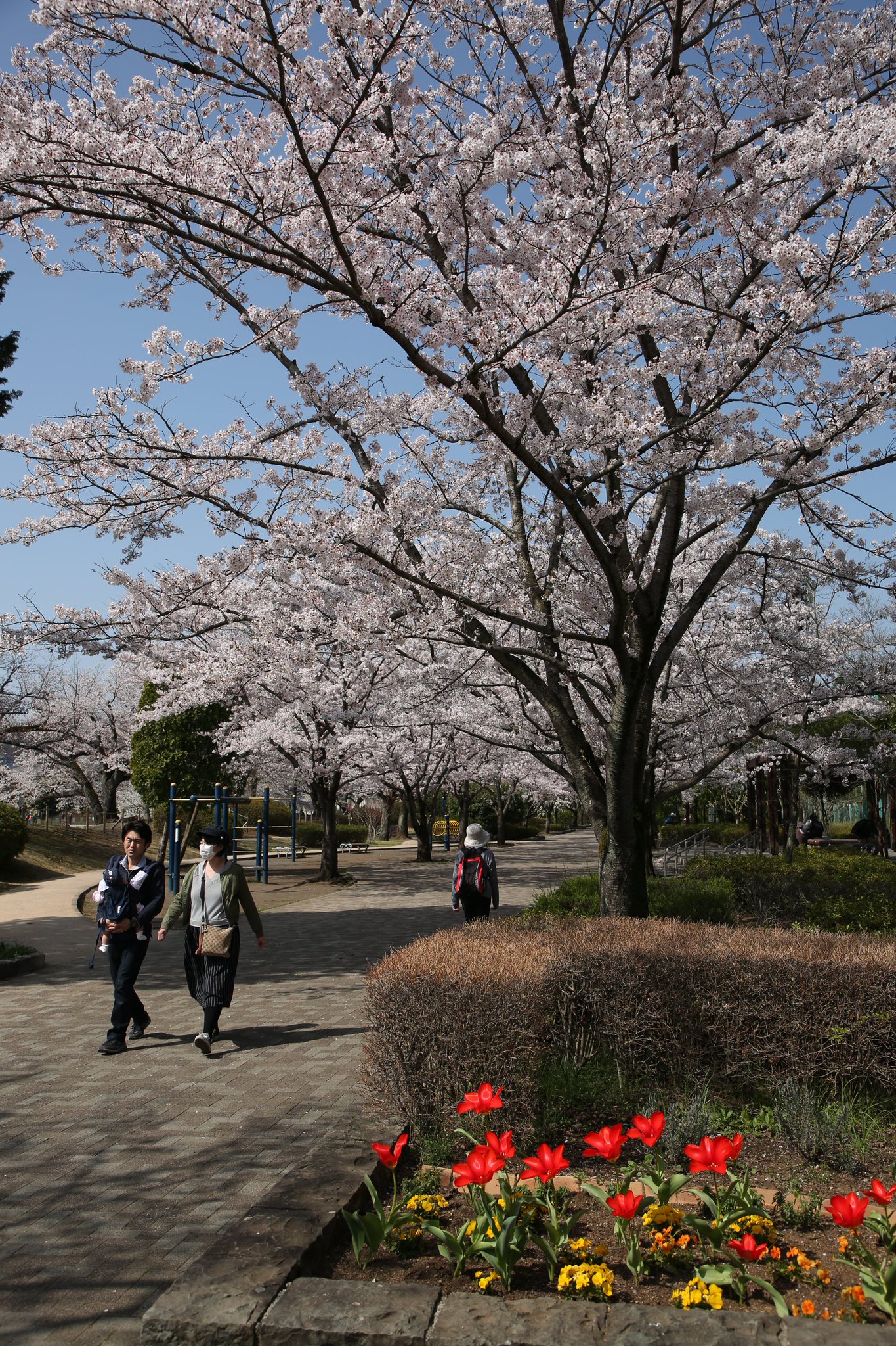 八王子市広報 على تويتر 桜 平成29年度市民カメラマン 尾崎浩さん撮影 写真は4月1 2日に開催された 桜 のようす 尾崎さんによる取材記事は下記のページをご覧ください Https T Co 5jigwdgcmp
