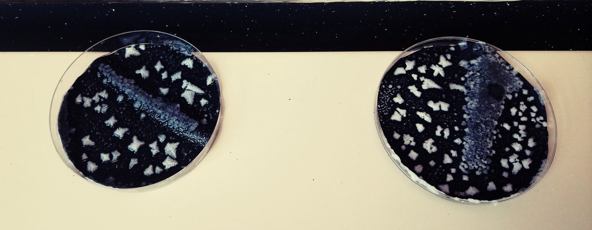 MrsWhite1972's tweet photo. Super Y5 Science @SchoolBooth look at these amazing salt crystals #reversiblechange #evaporation @TransformTrust #togetherweachieve https://t.co/3NArwUlAfm