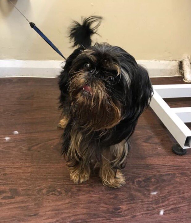 Brightonpetspa's tweet photo. Stunning 'before and after' of 'Moto' after his visit to the Spa! What a cracker! 😍 #griffon #brusselsgriffon #doggrooming #cutedog https://t.co/g7ziuZSgMM
