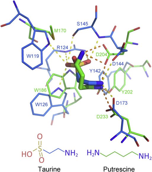 KrellLaboratory's tweet photo. Structure of the ligand binding domain of the polyamine receptor McpU determined in collaboration with @gavirius lab reveals conserved feature for amine recognition by bacterial sensors
https://t.co/jQ2QfU9jTI https://t.co/jbIk6MTf8Z