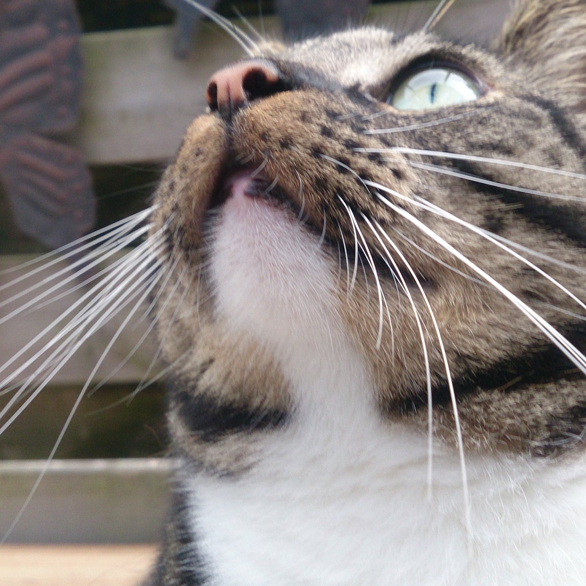 Kater_Olli's tweet photo. #cats #whiskerswednesday #dutch #olli #mauw https://t.co/xhQfGC5XL6