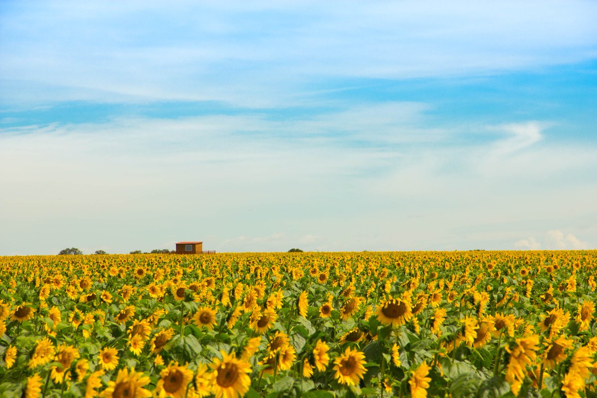 Inchiology1's tweet photo. Always do your best. What you plant now, you will harvest later. - Og Mandino
Photographer: @Innanoshe
#wednesday #WednesdayWisdom #ogquotes #quoteoftheday #PhotographyArt #landscapephotography #sunflowers #blueskies #explore #exploreeveryhting #SouthAfrica #Africa https://t.co/evegJeWRYT