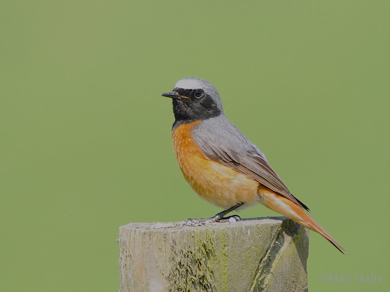 MaliHalls's tweet image. #Commn #Redstart...Well #Tweeps its #time to put the #Macbook in the #backpack and #head to the #station. Have a #great #day y'all!!!