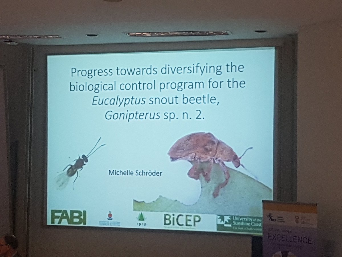 DrAndiWilson's tweet photo. Dr Michelle SchrΓΆder chats about my personal favourite beetle, Gonipterus.
Not exactly a popular opinion, but look how cute that little beetle is! Unfortunately, it's a major pest in Eucalyptus plantations in SA π²πΏπ¦
#TPCP2018 https://t.co/zvmZ2aPrhM