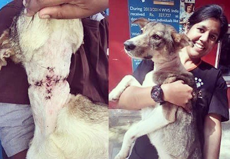 WVScharity's tweet photo. Aira came to our ITC in India with a horrific neck wound but after Dr Stacy performed tracheal reconstructive surgery, her wound is healing well! Just look at her now! Help us save more dogs like Aira today β€οΈ. #animalwelfare #india #vet #vetsofinstaβ¦ https://t.co/zh6nG93wki https://t.co/R2bmLqDBtF