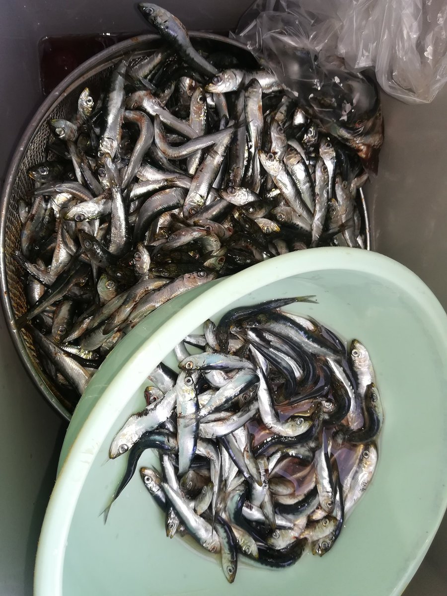 神港つり具 八丈島 イワシ大漁 唐揚げで激ウマです 釣るよりすくったほうが早いですが 釣りましょう 港の中で安全に釣れますよ 毎年今の時期しかいないのですが 気候の良い５ ６月は 小さい子の釣り練習にもってこいです カルシウムも抜群です