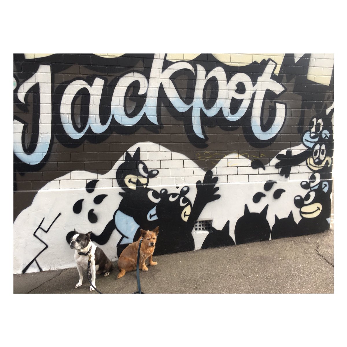 myPawsontherun's tweet photo. ππΎ Stella & Gracie getting their #kittycat on #graffiti style π hehe and a quick shut eye π΄ #darlobar #graffitiart π #kingscross #darlinghurst #dogtraining π https://t.co/yujvgJxh3a