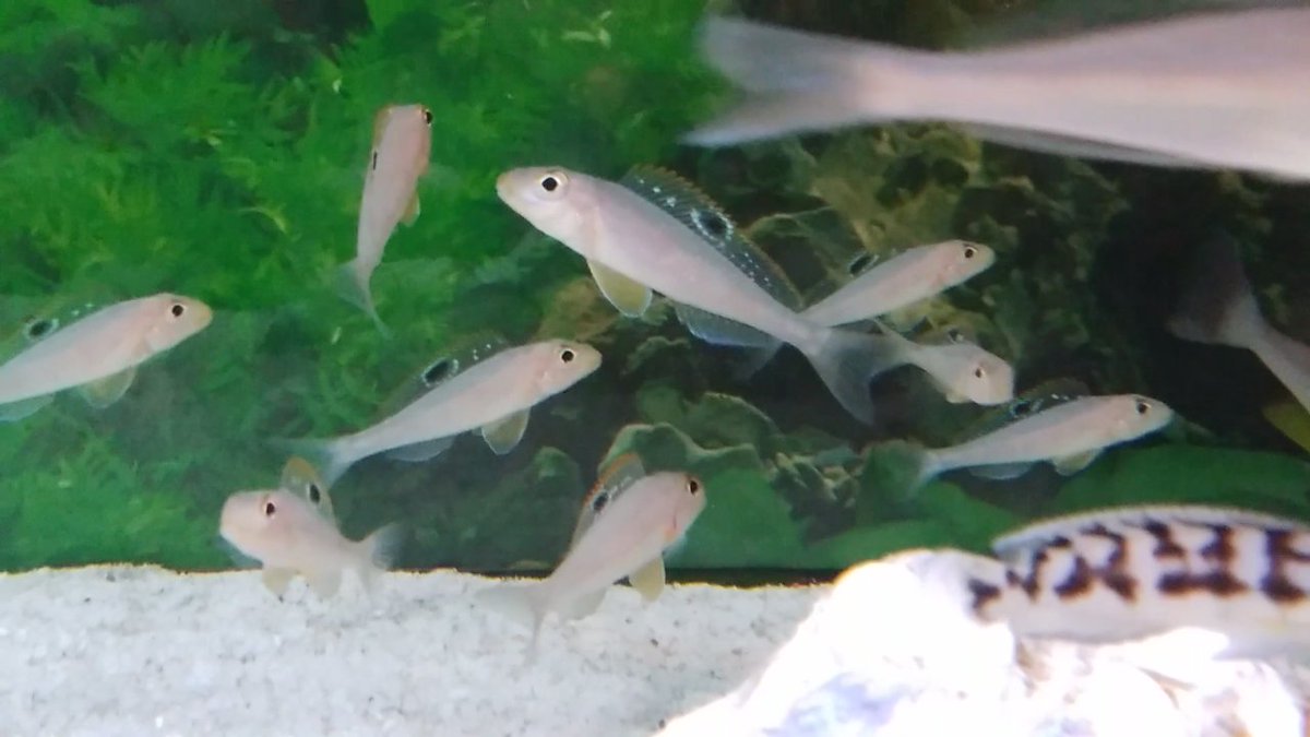Pd熱帯魚センター小動物部 No Twitter 熱帯魚コーナーの新入荷 グラム単価が超 高い 笑 アフリカンシクリッドです 全個体色の出ている極美個体です 担当イチオシです Pd熱帯魚センター シクリッド Pd熱帯魚センター小動物部 No Twitter 熱帯魚コーナーの新入荷 グラム単価が超 高い 笑 アフリカンシクリッドです 全個体色の出ている極美個体です 担当イチオシです Pd熱帯魚センター シクリッド