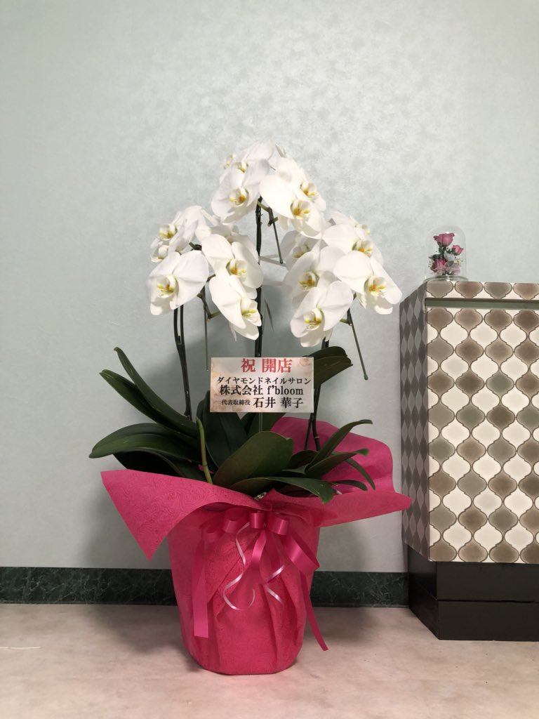nailsenyaichiya's tweet photo. ダイヤモンドネイルサロン株式会社f'bloom代表取締役石井華子様から胡蝶蘭をいただきました💓
美しいです…！ https://t.co/pdVPKUreuz