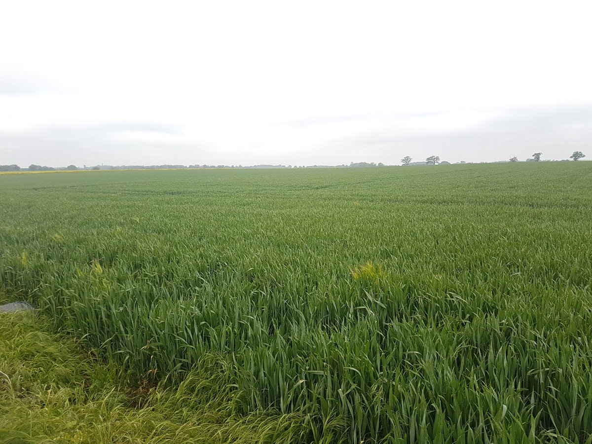 Graiseconsult1's tweet photo. "Just add cows" country as far as the eye can see.
Feels like Canterbury NZ in the 90s
#Norfolk https://t.co/P3K3C11Jjx