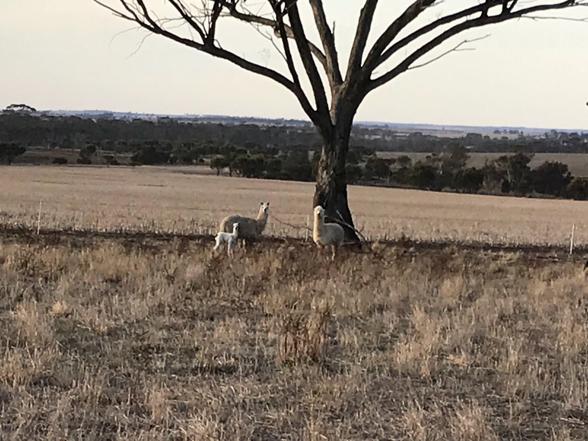 JackMck_WA's tweet photo. @originalstinger @paper_collar @pbl1972 @Doctor_650 So , it turns out Ingrid the alpaca WAS pregnant, congratulations @paper_collar You’re officially in the herd building stage. ‘Kangaroo’ is a strange choice of names. 🤣🤣#alpacafarmer #giraffefarmer #neckchops https://t.co/F8iVtK6xIx