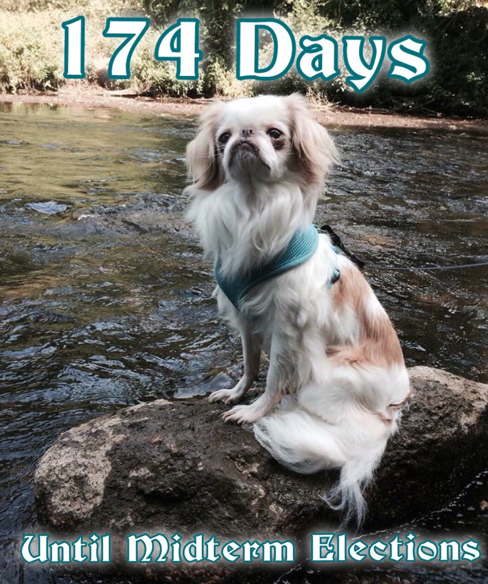 days2midterms's tweet photo. Keep your chin up. No one ever said saving Democracy for future generations would be easy. 174 Days Until Midterm Elections. #BlueWave2018 #MidtermCountdown #Midterms2018 @Rosie https://t.co/7gwsZ10Qfd