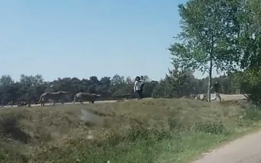 Tourists are chased by cheetahs after leaving their car during safari in alarming video tandl.me/2Il2xnF