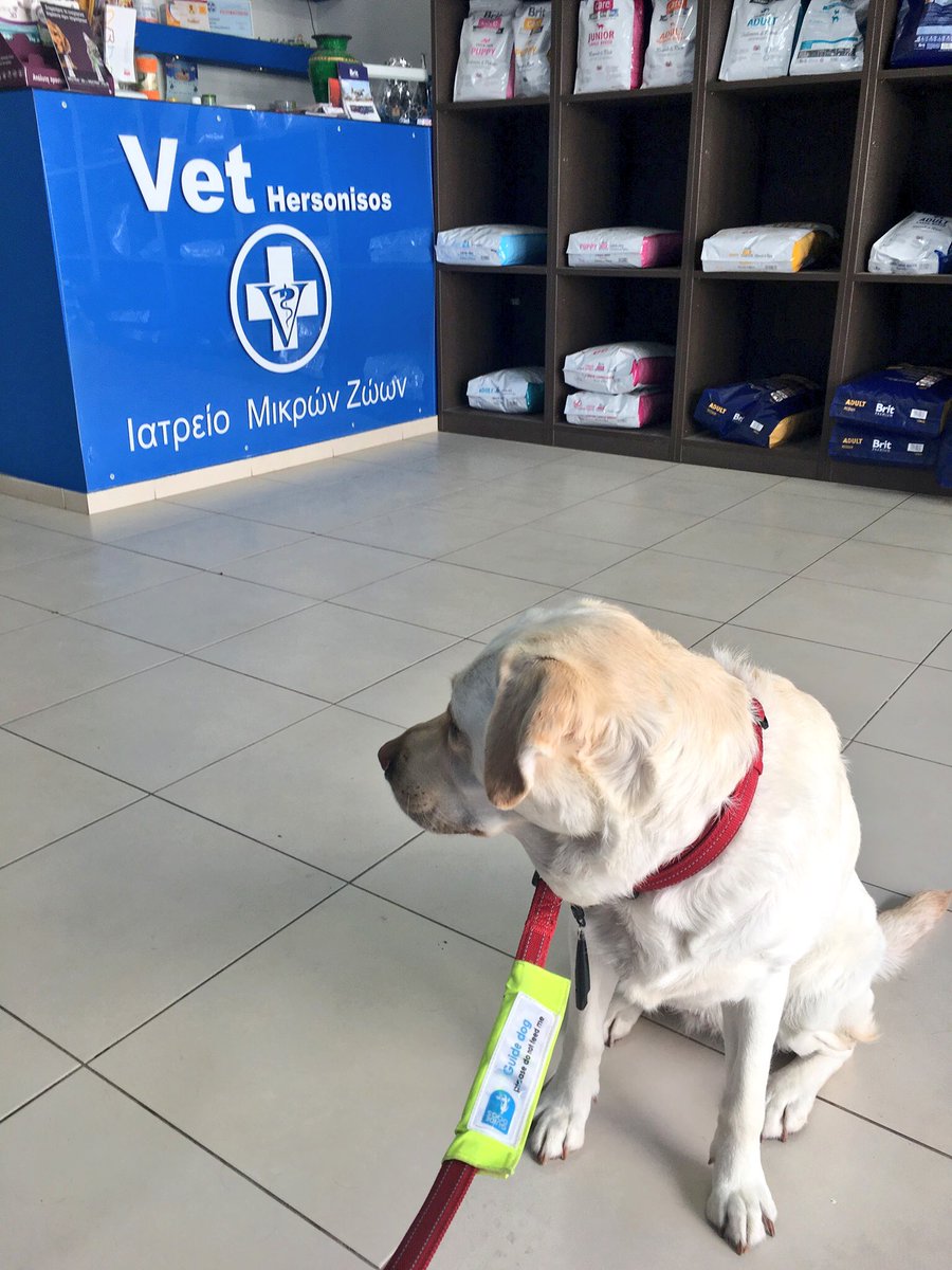 Kika_GuideDog's tweet photo. Any trip abroad means a visit to the vet before I’m allowed to disembark the plane in the UK. The lovely hotel management arranged everything for us, making the whole thing stress free (which helps a lot when you’re on holiday!) @TUIUK #GuideDogOnHoliday @guidedogs https://t.co/gDWsObBS0o