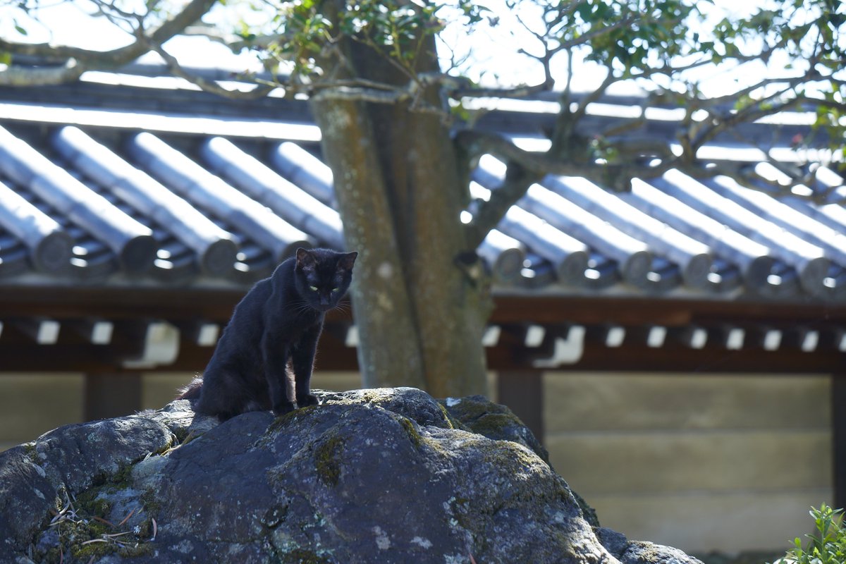 映画 のみとり侍 公式 のみとり侍 あらすじ 蚤とり とは お客の飼い猫の蚤を取って日銭を稼ぐ 江戸時代に実在したお仕事でございます しかーし 本作 のみとり侍 における 蚤とり 業とは 女性に愛をご奉仕する 添寝業 のことでございます 映画 のみとり侍 公式 のみとり侍 あらすじ 蚤とり とは お客の飼い猫の蚤を取って日銭を稼ぐ 江戸時代に実在したお仕事でございます しかーし 本作 のみとり侍 における 蚤とり 業とは 女性に愛をご奉仕する 添寝業 のことでございます