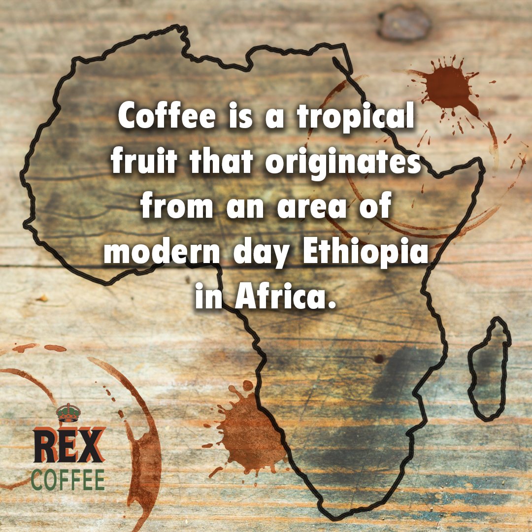 RexRoastingCo's tweet photo. Did you know coffee is a fruit? It grows on bushy trees and looks a lot like cherries. After it’s picked, the cherry is opened to reveal the coffee bean inside. https://t.co/8MQYlONHSU