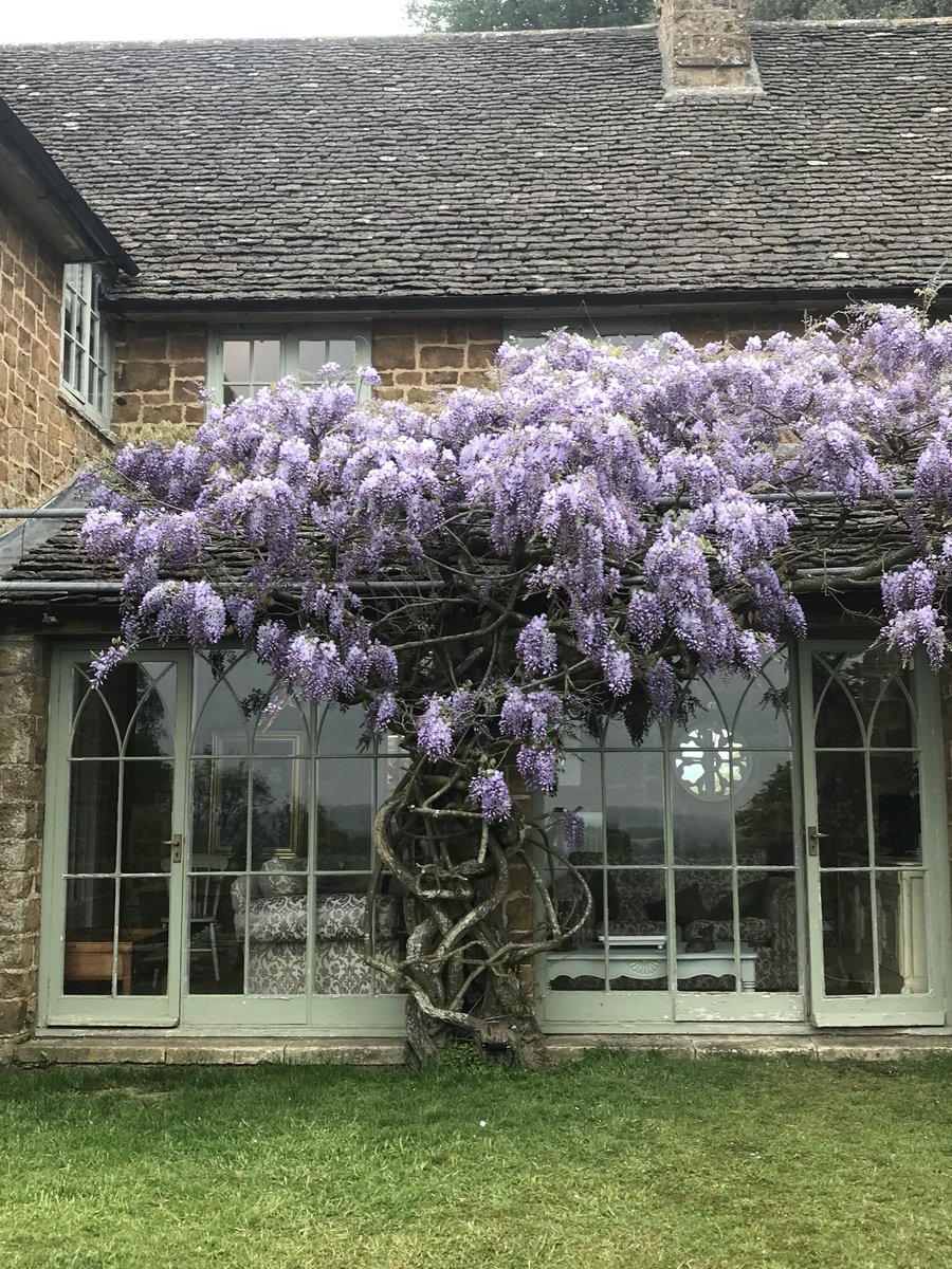 The stunning Wisteria is in full bloom <a href="/DrakestoneHouse/">Drakestone House</a>
#wisteria #countryweddings #venuehunting #exclusiveuse #gloucestershirebrides #gardens #marqueeweddings