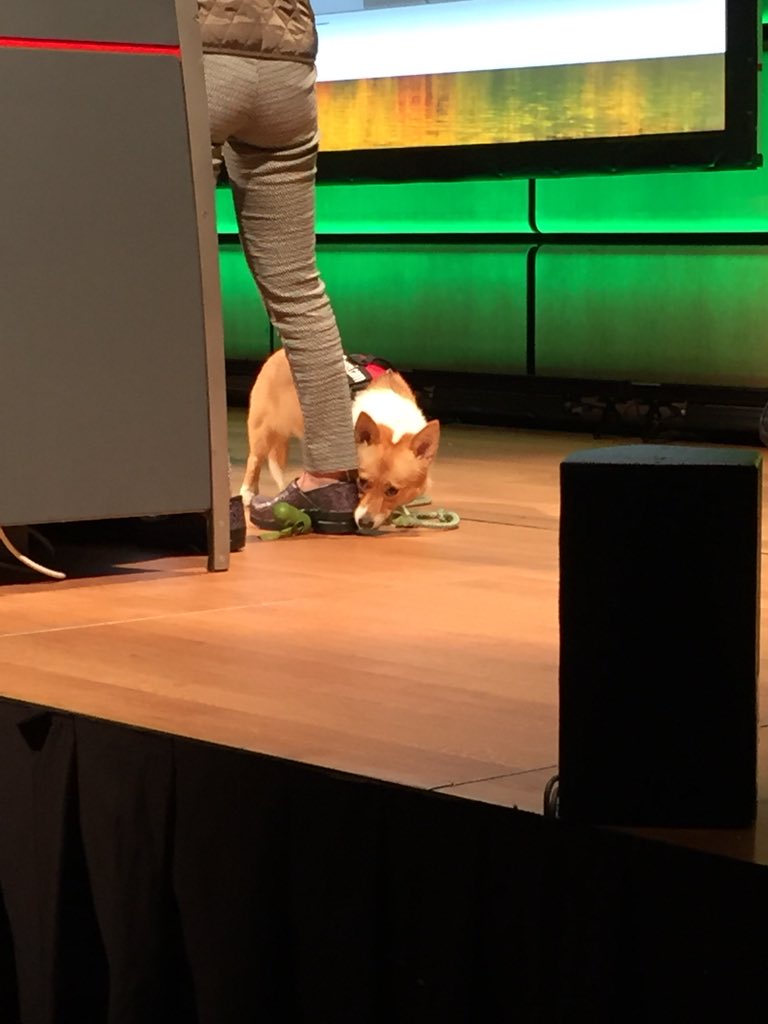meeroslav's tweet image. I think talk from @Yosun was bit too long for her pet #WeAreDevs2018