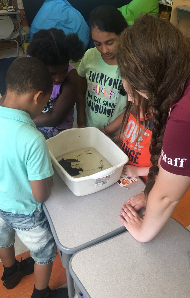 MrChirinosSL's tweet photo. Enjoying our Baltimore Woods visitors. Learning about water bugs!! https://t.co/241hXDFCp0