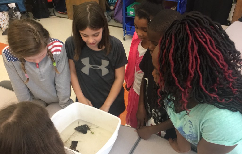 MrChirinosSL's tweet photo. Enjoying our Baltimore Woods visitors. Learning about water bugs!! https://t.co/241hXDFCp0