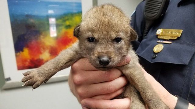FOX26Houston's tweet photo. 'Cute puppy' brought into police station https://t.co/YDtq7xBeUD https://t.co/Y4kbeH5q1A