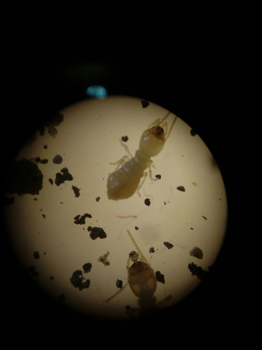 ECOESPACIO Plagas tweet media