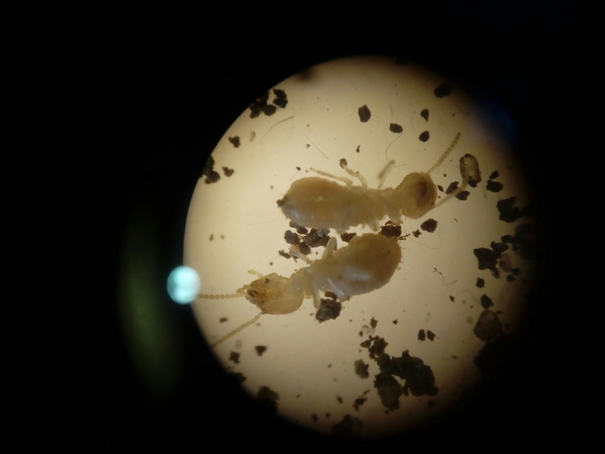 A pesar de su pequeño tamaño, es el insecto que causa mayores daños estructurales en las viviendas.
Si necesitas ayuda contacte con nosotros.
controlplagasvalladolid.es