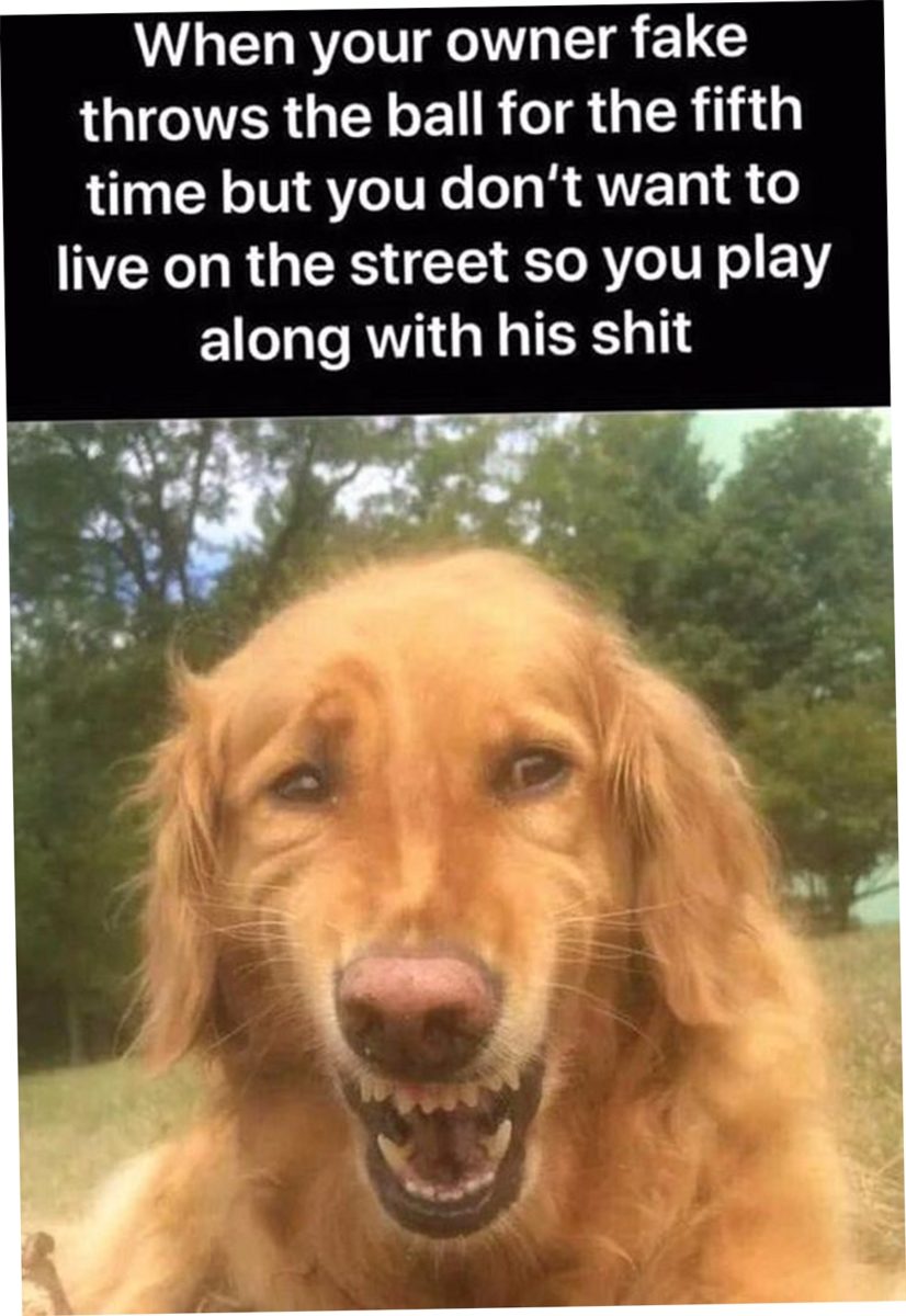 CUTEPICSPARADE's tweet photo. Today Top 31 Funny Images - https://t.co/yeqfEHwBs5 https://t.co/rLJUMtG8Ui