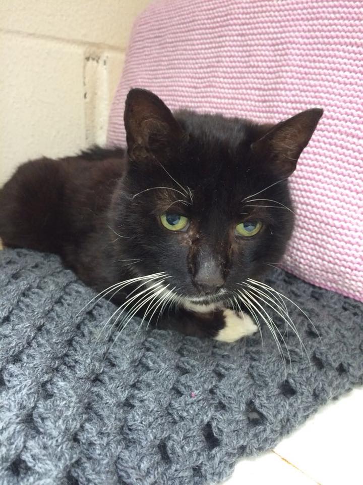 ark stubbington cats