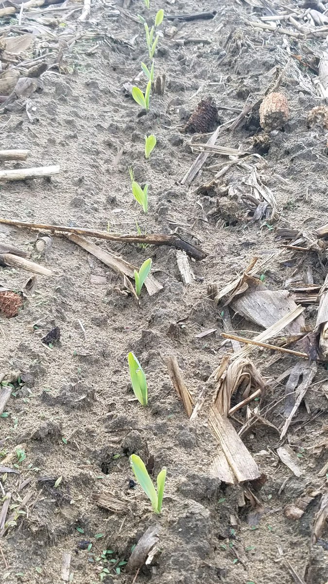 greenthumbfarms's tweet photo. Potato planting is wrapping up today, DAYS ahead of our normal schedule. We’ve also begun to see some spouts popping up. What an exciting start to the season! A big shout out to our crew for their excellent team work and commitment! https://t.co/6QANDkCzsi