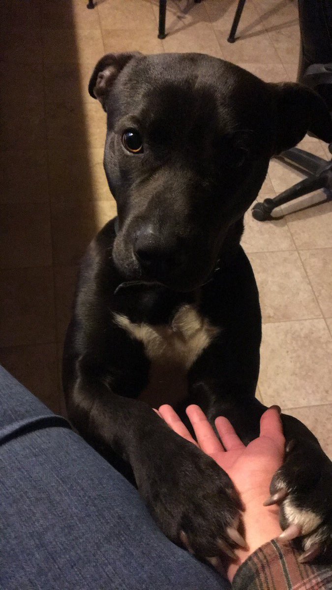 isom_stephanie's tweet photo. Everyone meet this "viscous killer" of a dog, my sweet Pitbull Dozer #savethepits https://t.co/3LLlR2SiHZ