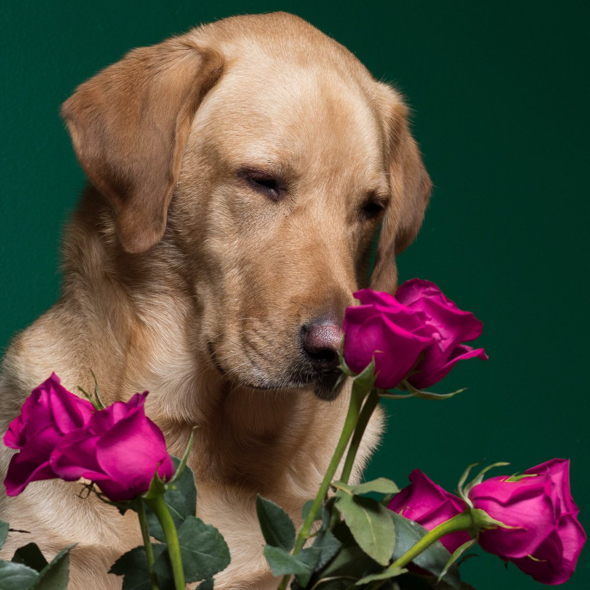 albertofptown's tweet photo. You’re making me blush under the fur ☺️ Photo credit: @GregSalvatori Submit your dog pictures in DM him for your dog to model for Greg’s second photo book #labrador #puppylove #dogs #blushing #AlbertOfHellsKitchen https://t.co/05c1iVzKGs